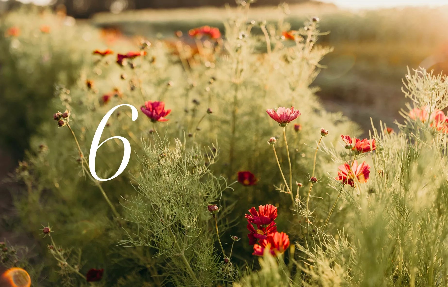 "Where Flowers Bloom" - Cozy Publishing - Coffee Table Book