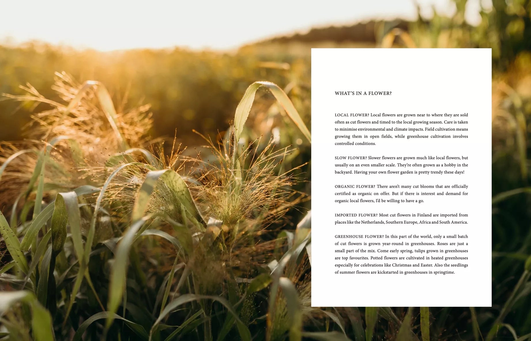 "Where Flowers Bloom" - Cozy Publishing - Coffee Table Book